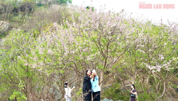 Hoa đỗ mai nở rộ hút hồn du khách đến với Vũng Tàu 8 Hoa đỗ mai nở rộ hút hồn du khách đến với Vũng Tàu - 7