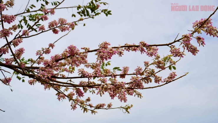 Hoa đỗ mai nở rộ hút hồn du khách đến với Vũng Tàu 7 Hoa đỗ mai nở rộ hút hồn du khách đến với Vũng Tàu - 6
