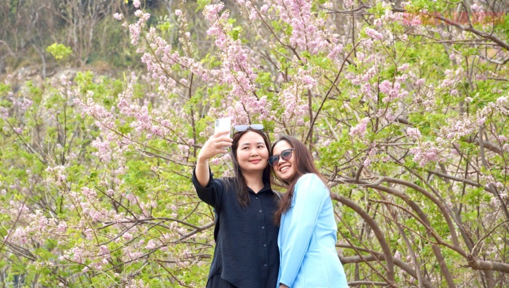 Hoa đỗ mai nở rộ hút hồn du khách đến với Vũng Tàu 9 Hoa đỗ mai nở rộ hút hồn du khách đến với Vũng Tàu - 8