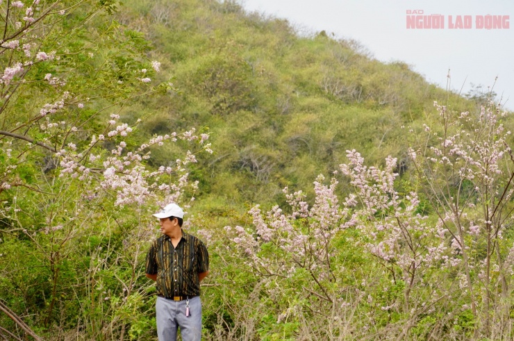 Hoa đỗ mai nở rộ hút hồn du khách đến với Vũng Tàu 10 Hoa đỗ mai nở rộ hút hồn du khách đến với Vũng Tàu - 9