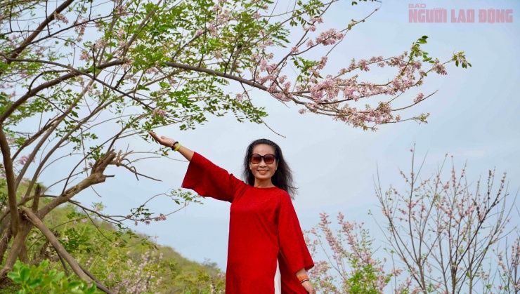 Hoa đỗ mai nở rộ hút hồn du khách đến với Vũng Tàu 11 Hoa đỗ mai nở rộ hút hồn du khách đến với Vũng Tàu - 10