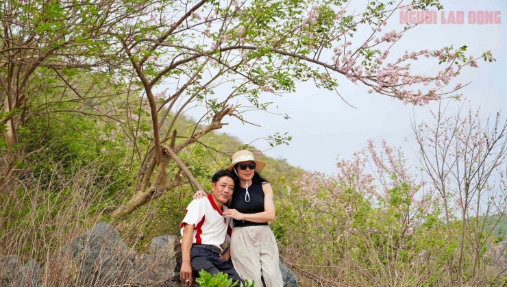 Hoa đỗ mai nở rộ hút hồn du khách đến với Vũng Tàu 12 Hoa đỗ mai nở rộ hút hồn du khách đến với Vũng Tàu - 11