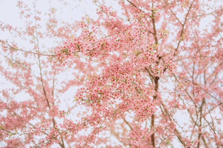 Hoa mai anh đào có 5 cánh, thường nở thành từng chùm