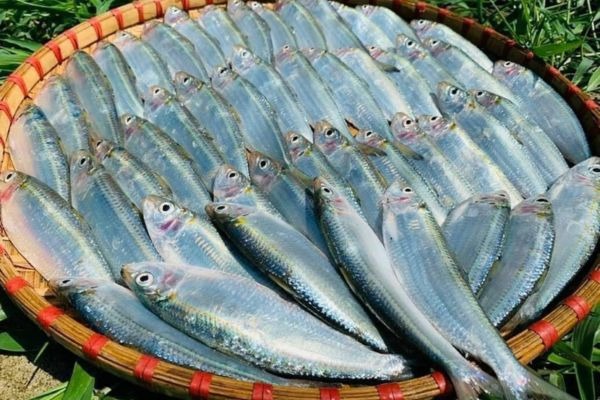 Top 6 loại cá ít thủy ngân bậc nhất- Ảnh 3.