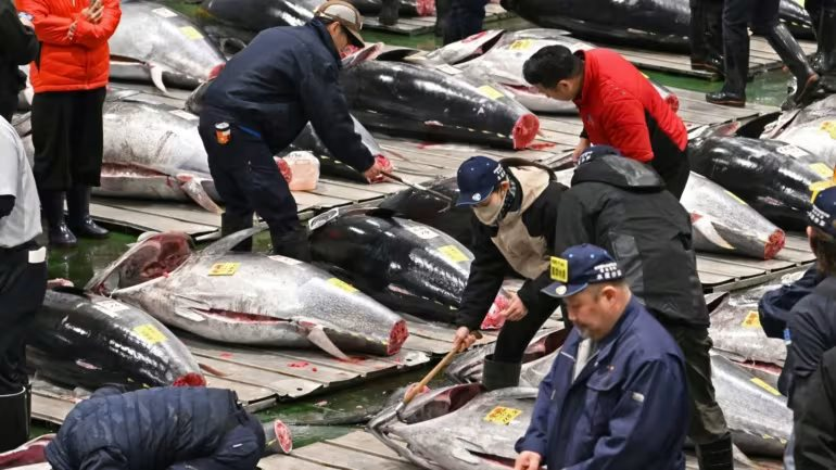 Cận cảnh con cá ngừ giá 83 tỷ đồng: Khi các đại gia Nhật Bản 