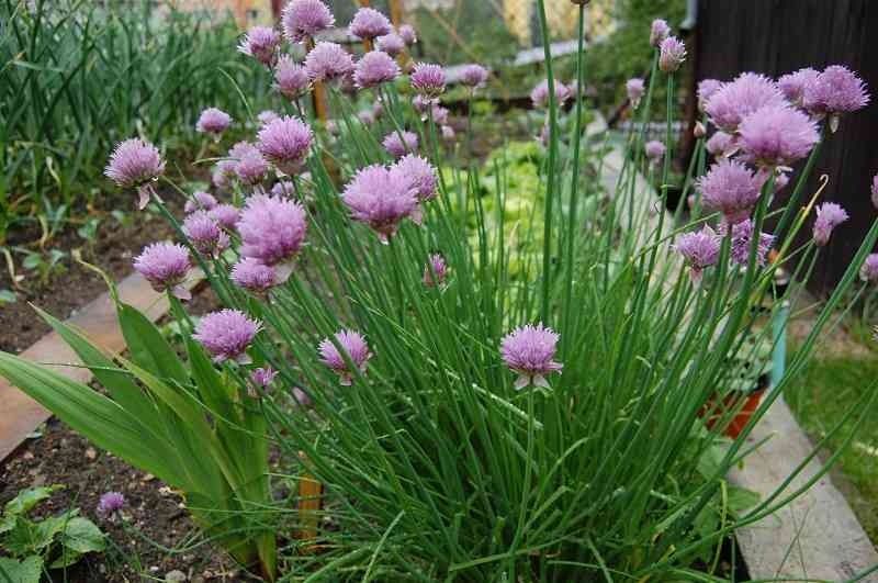 Rắn sợ nhất 5 cây này- Ảnh 4.