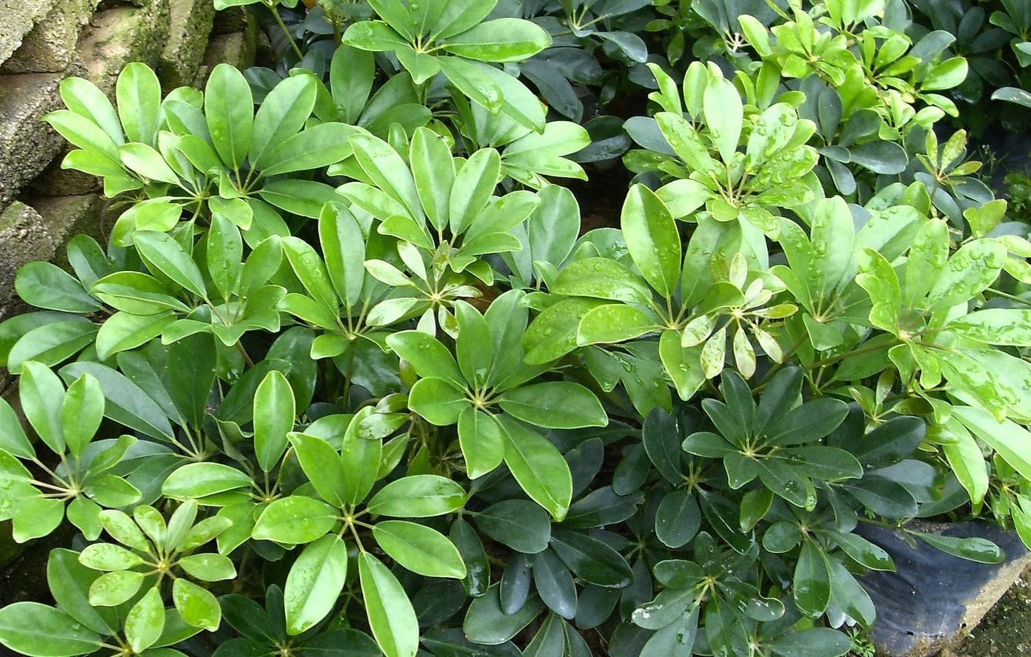 Rắn sợ nhất 5 cây này- Ảnh 5.