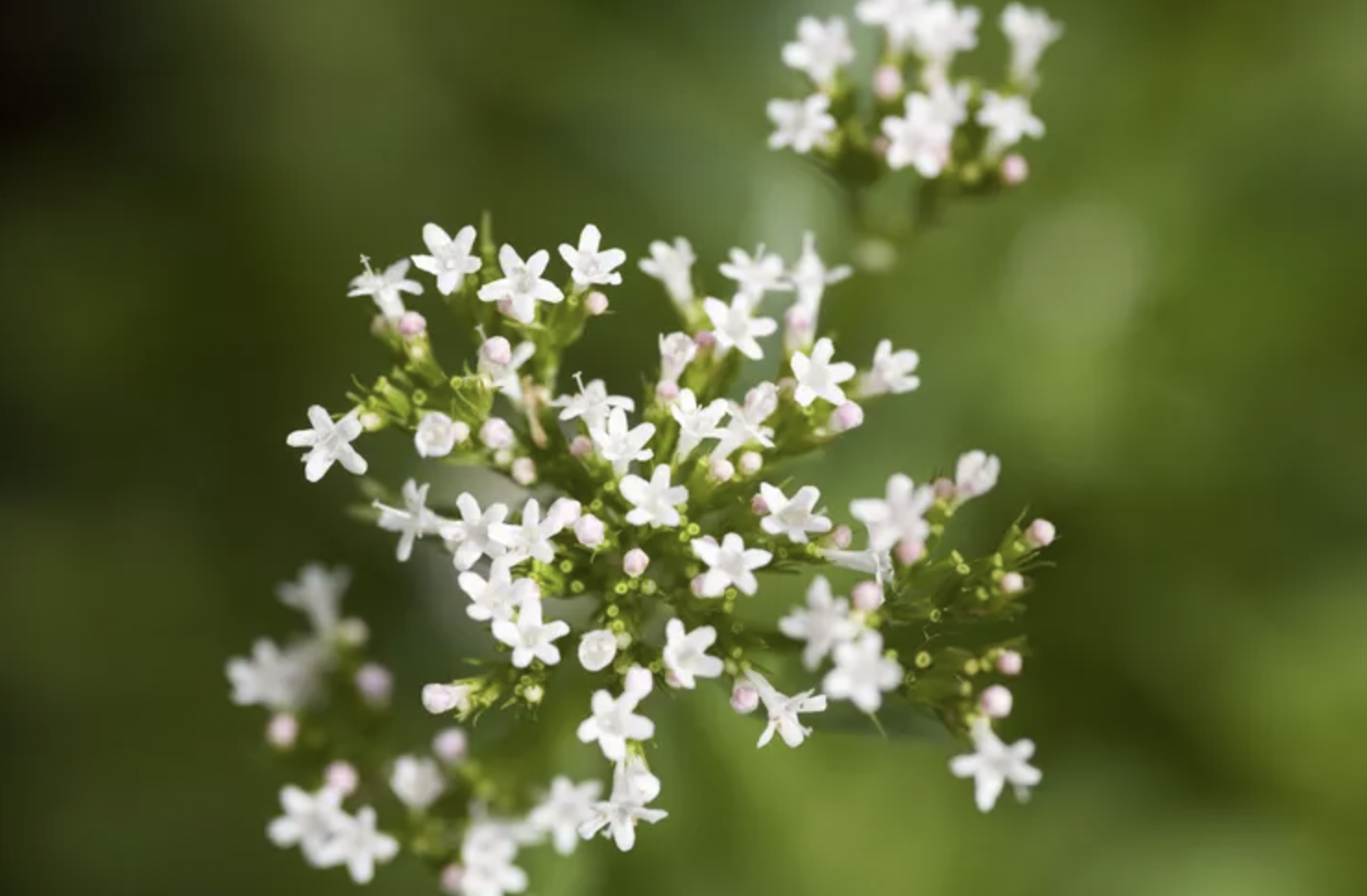 5 loại cây có mùi khó chịu nên tránh trồng trong vườn dù đẹp đến mấy- Ảnh 2.