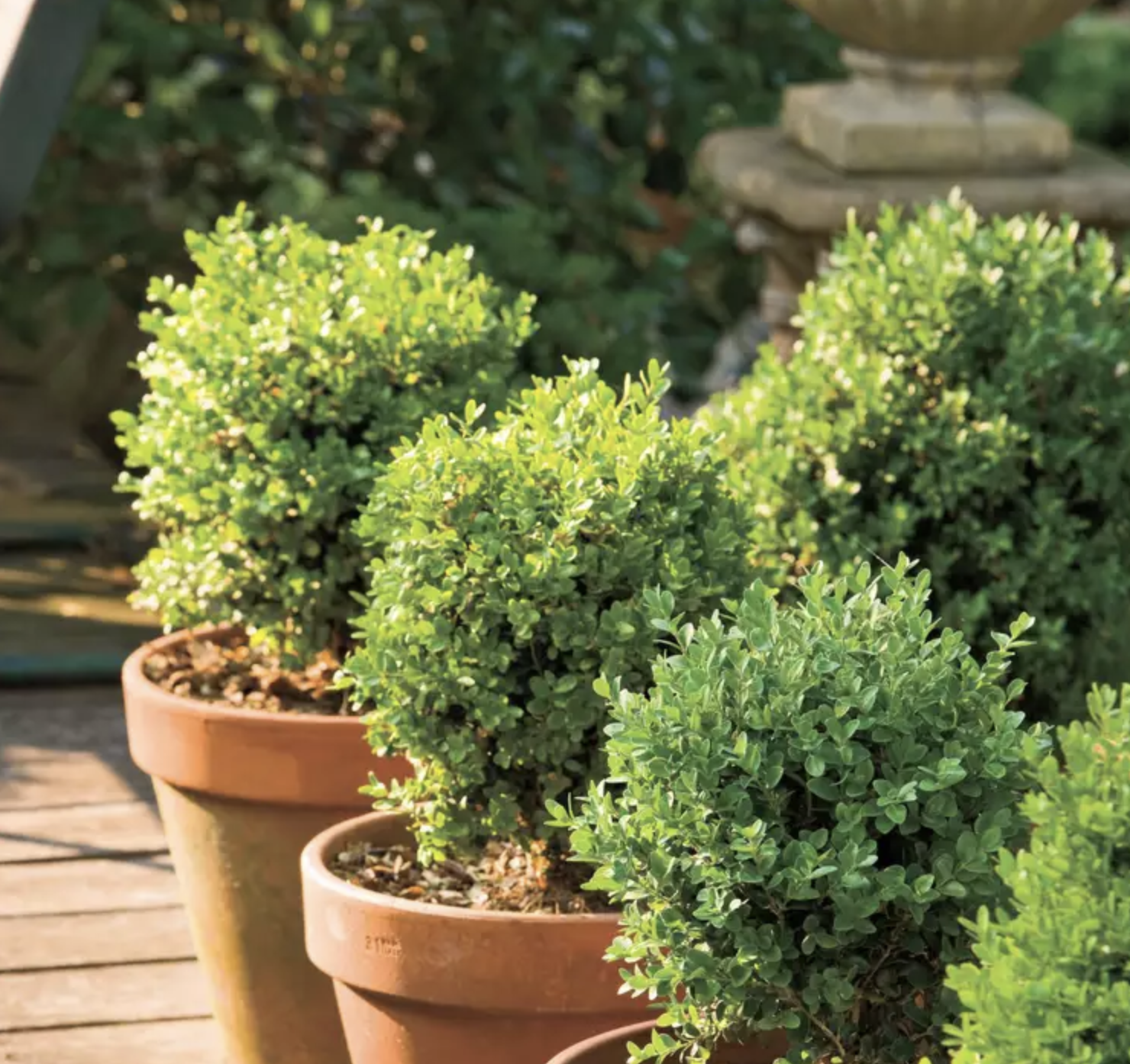 5 loại cây có mùi khó chịu nên tránh trồng trong vườn dù đẹp đến mấy- Ảnh 3.