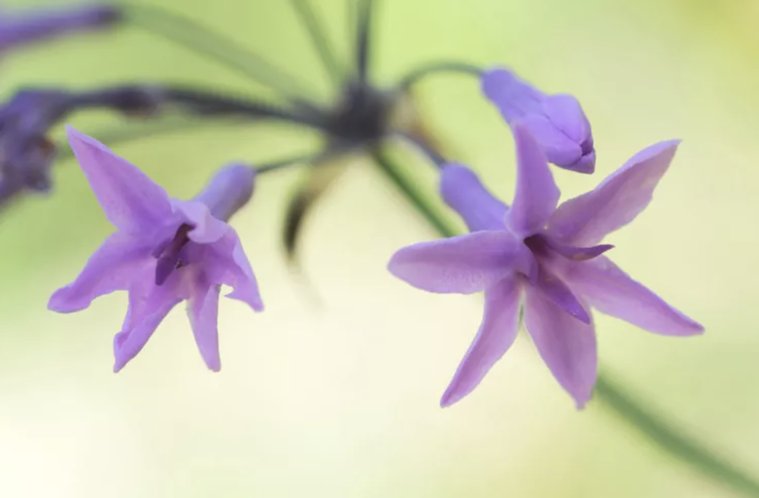 5 loại cây có mùi khó chịu nên tránh trồng trong vườn dù đẹp đến mấy- Ảnh 5.