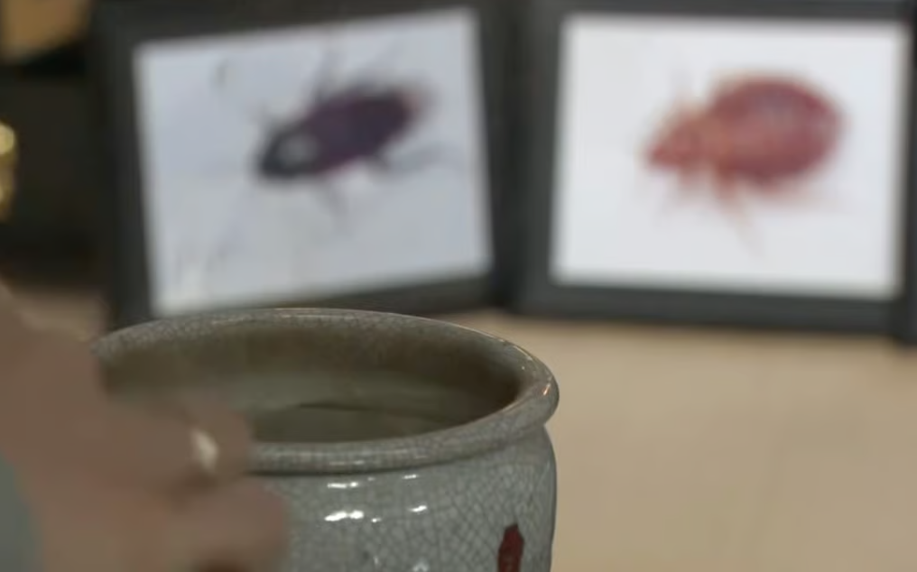 côn trùng - Ảnh 2.