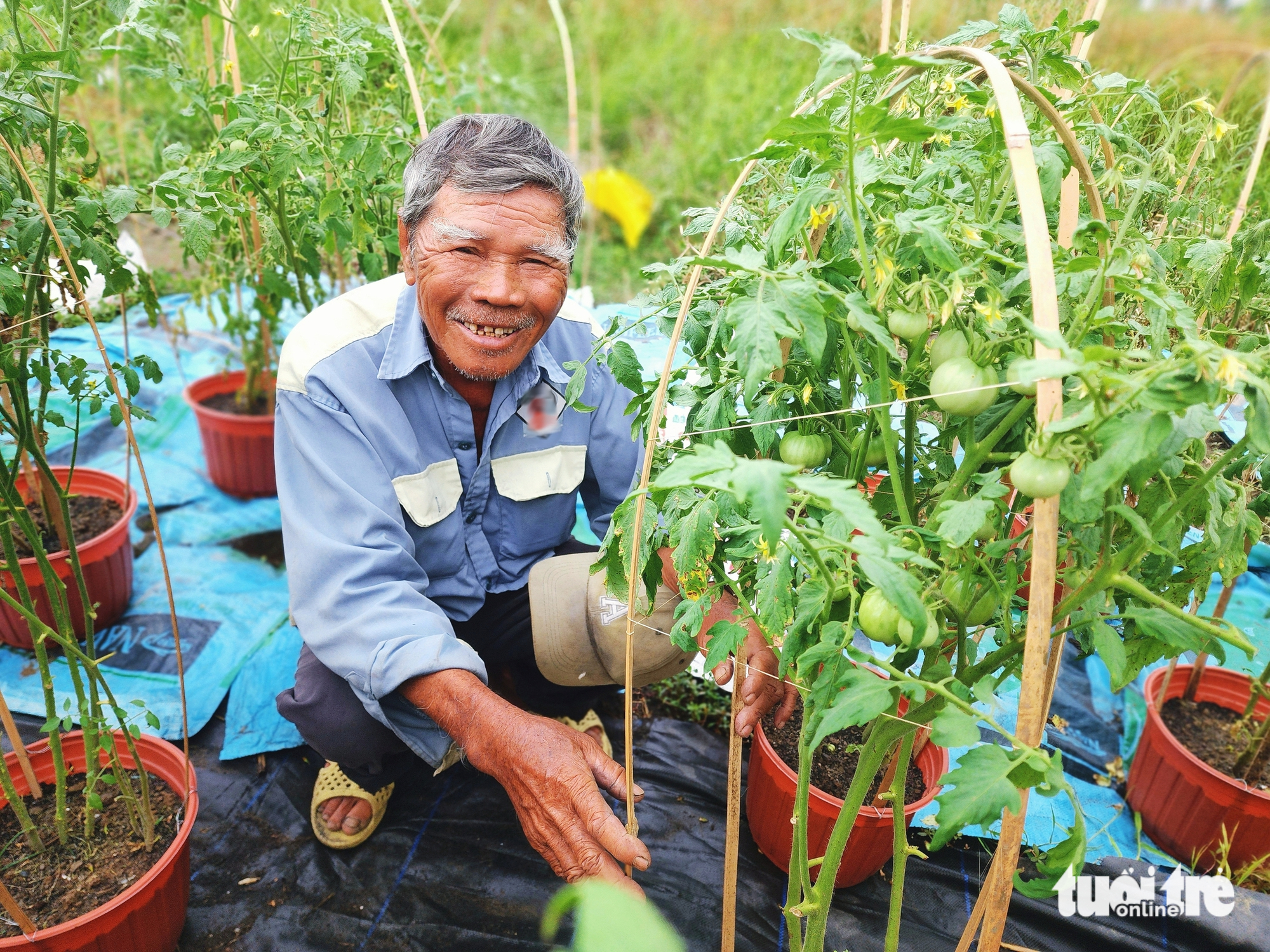 Hoa Tết - Ảnh 2.