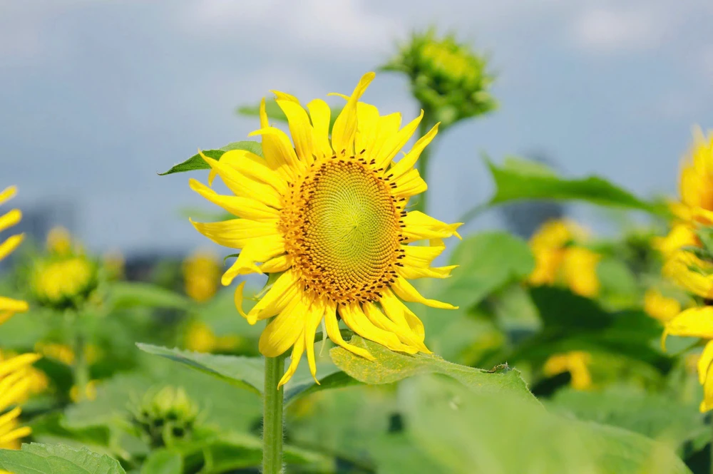 trieu-bong-huong-duong-no-ro-tu-khu-dat-hoang-o-quang-ngai- (26).jpg