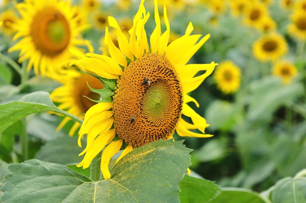 trieu-bong-huong-duong-no-ro-tu-khu-dat-hoang-o-quang-ngai- (21).jpg