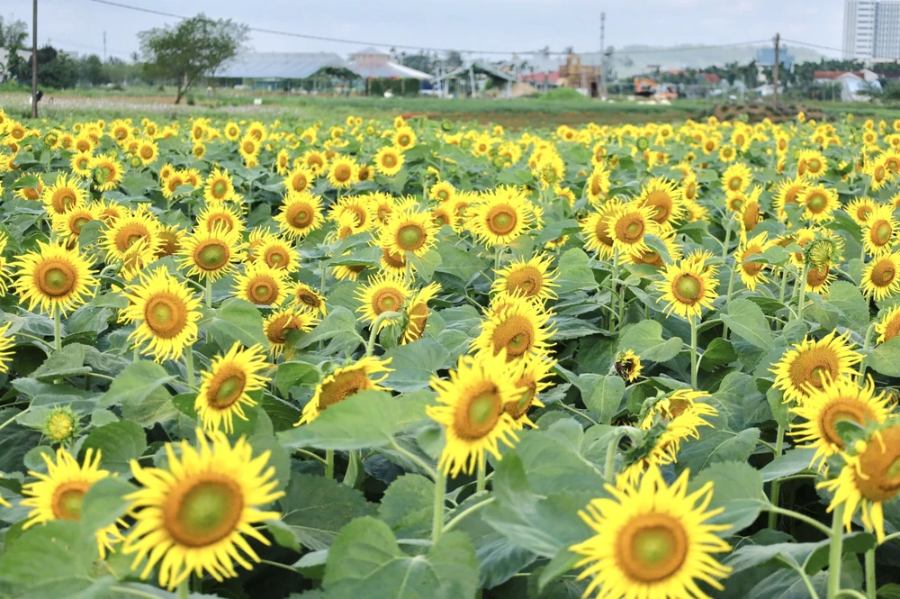 trieu-bong-huong-duong-no-ro-tu-khu-dat-hoang-o-quang-ngai- (32).jpg