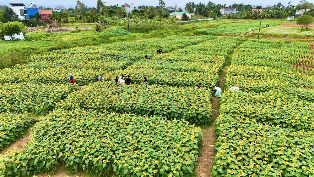trieu-bong-huong-duong-no-ro-tu-khu-dat-hoang-o-quang-ngai- (28).jpg