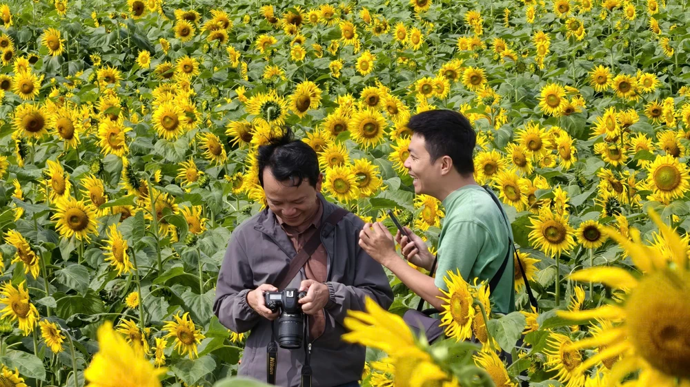 trieu-bong-huong-duong-no-ro-tu-khu-dat-hoang-o-quang-ngai- (14).jpg