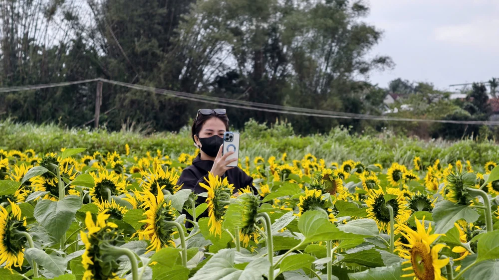 trieu-bong-huong-duong-no-ro-tu-khu-dat-hoang-o-quang-ngai- (9).jpg