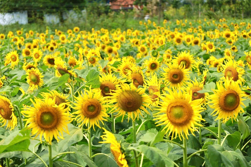 trieu-bong-huong-duong-no-ro-tu-khu-dat-hoang-o-quang-ngai- (17).jpg