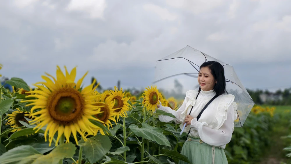 trieu-bong-huong-duong-no-ro-tu-khu-dat-hoang-o-quang-ngai- (11).jpg