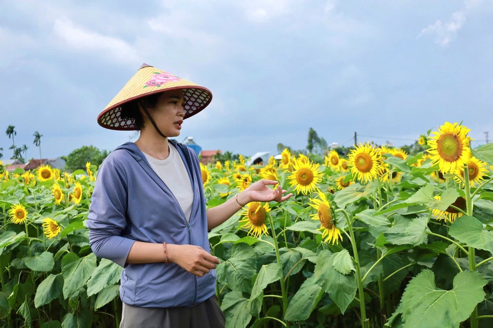 trieu-bong-huong-duong-no-ro-tu-khu-dat-hoang-o-quang-ngai- (20).jpg