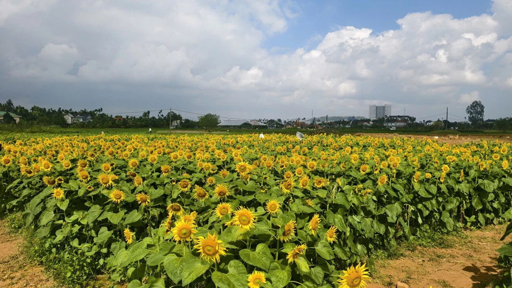 trieu-bong-huong-duong-no-ro-tu-khu-dat-hoang-o-quang-ngai- (8).jpg