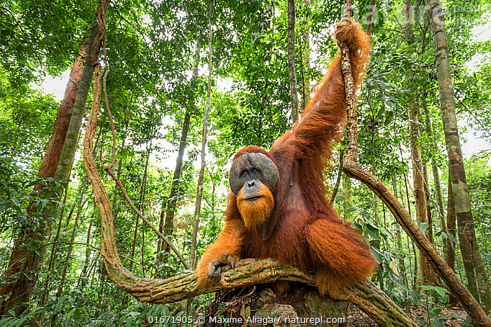 1767691140 595 Loai vat so huu IQ sanh ngang tri tue nhan