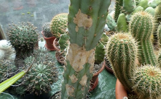 Ông bà nói: Ông bà nói: