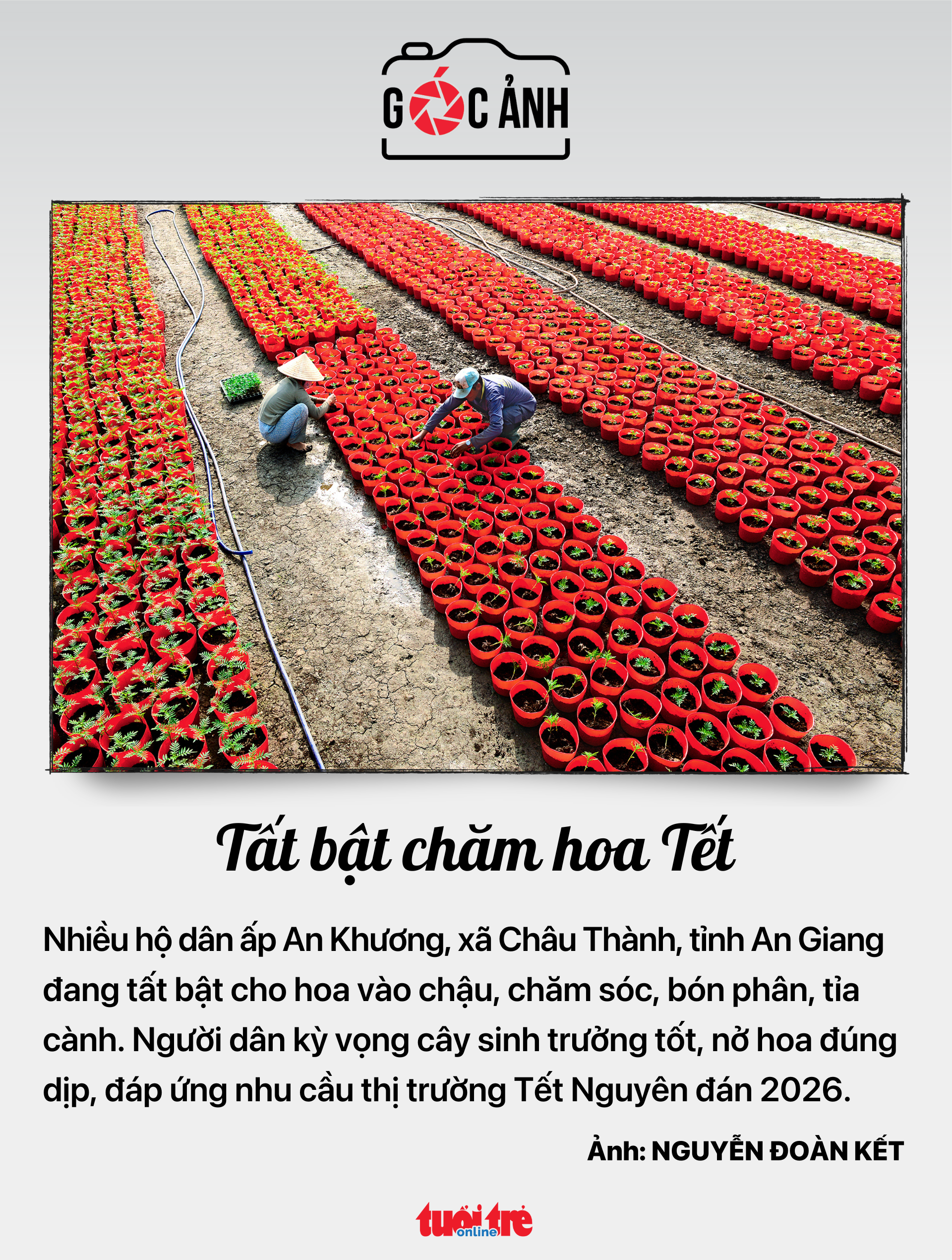 đặt cược - Ảnh 7.