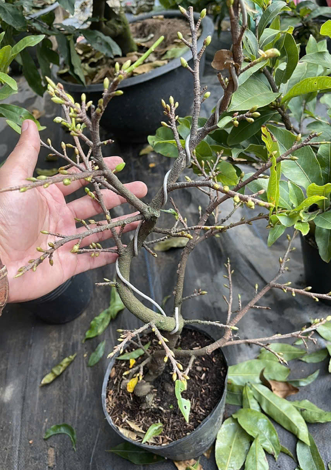 Mai được tỉa lá để chuẩn bị cho nụ nở hoa ở nhà vườn Bến Tre cũ. Ảnh: Quang Anh