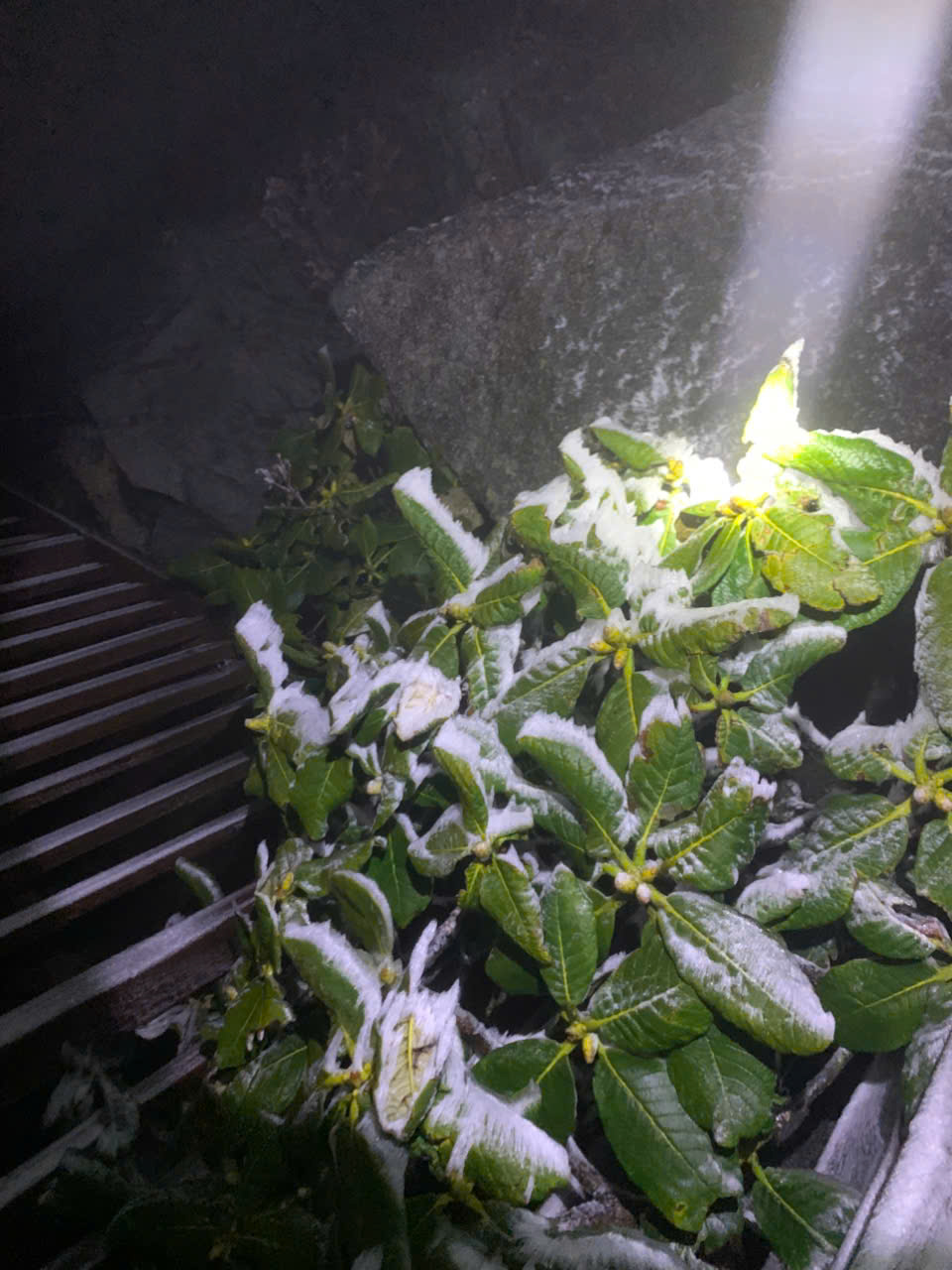 Sáng nay, 1 nơi ở Việt Nam chỉ còn -3 độ C, cảnh tượng gây choáng bao trùm- Ảnh 3.