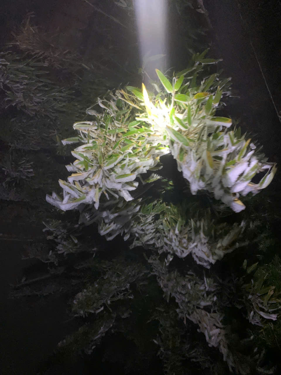 Sáng nay, 1 nơi ở Việt Nam chỉ còn -3 độ C, cảnh tượng gây choáng bao trùm- Ảnh 6.