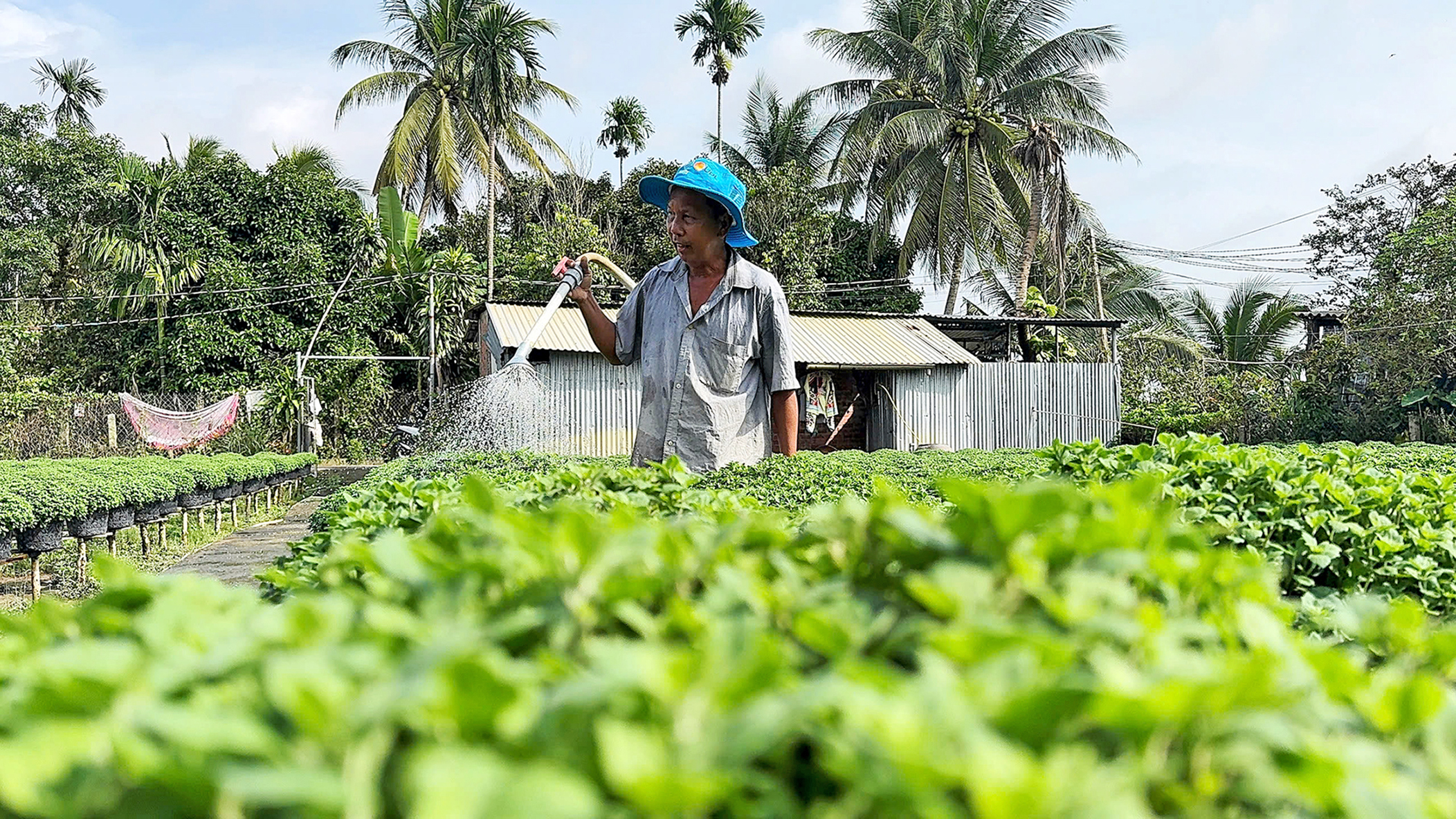 hoa tết - Ảnh 2.