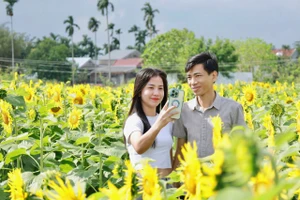 Hàng triệu bông hướng dương nở rộ trên khu đất vốn bị bỏ hoang ở Quảng Ngãi