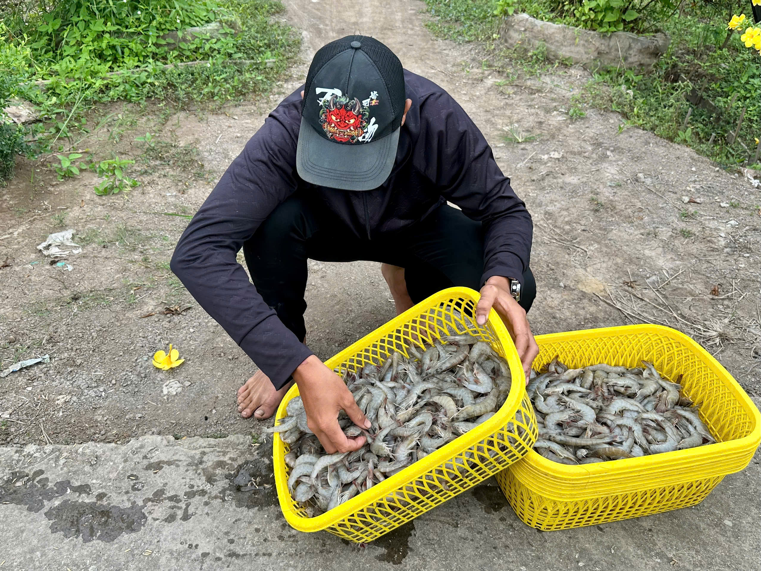 Người nuôi tôm trúng mánh dịp cận Tết - Ảnh 2.