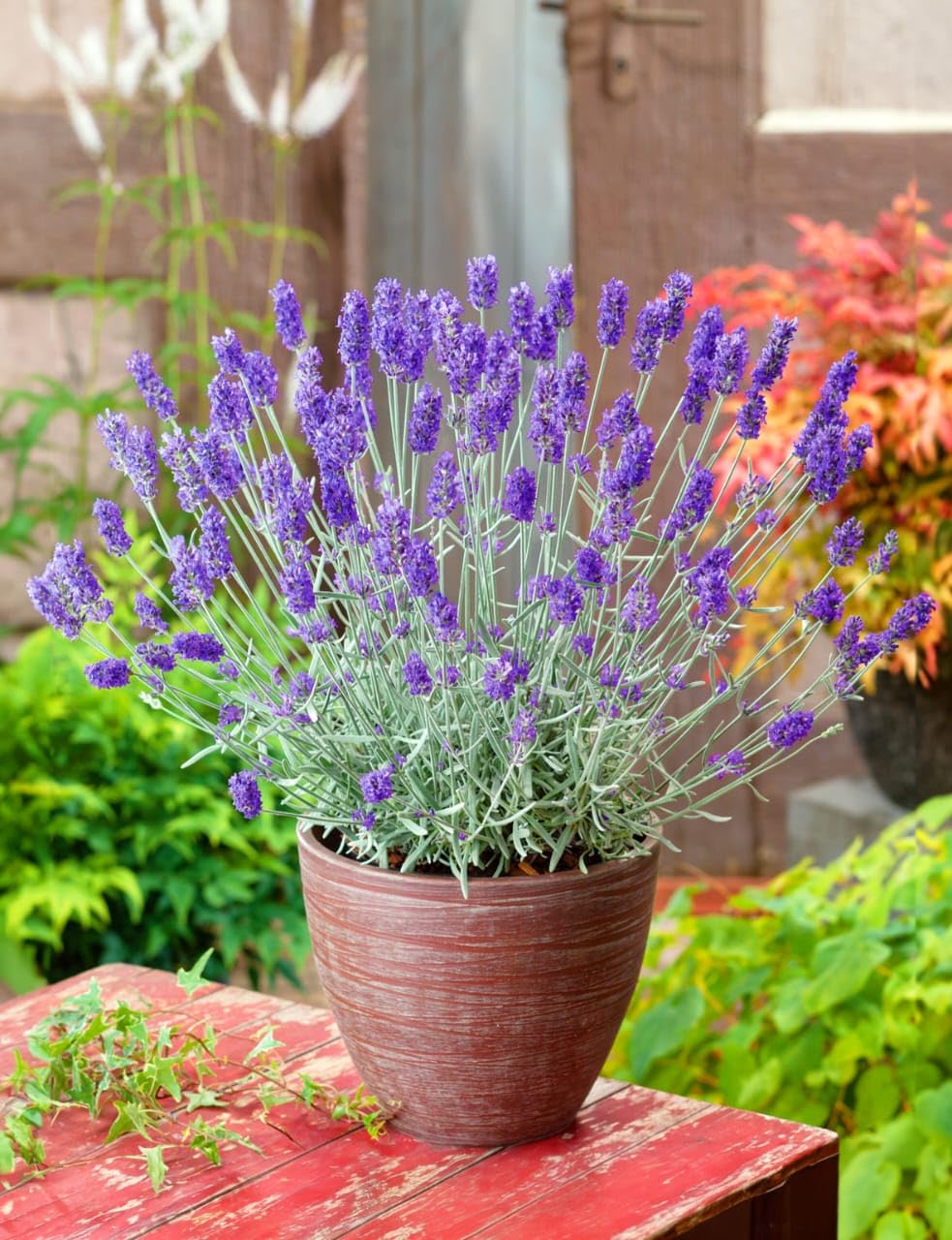 3 loại cây đuổi chuột khỏi nhà cực hiệu quả- Ảnh 2. 3 loại cây đuổi chuột khỏi nhà cực hiệu quả- Ảnh 2.