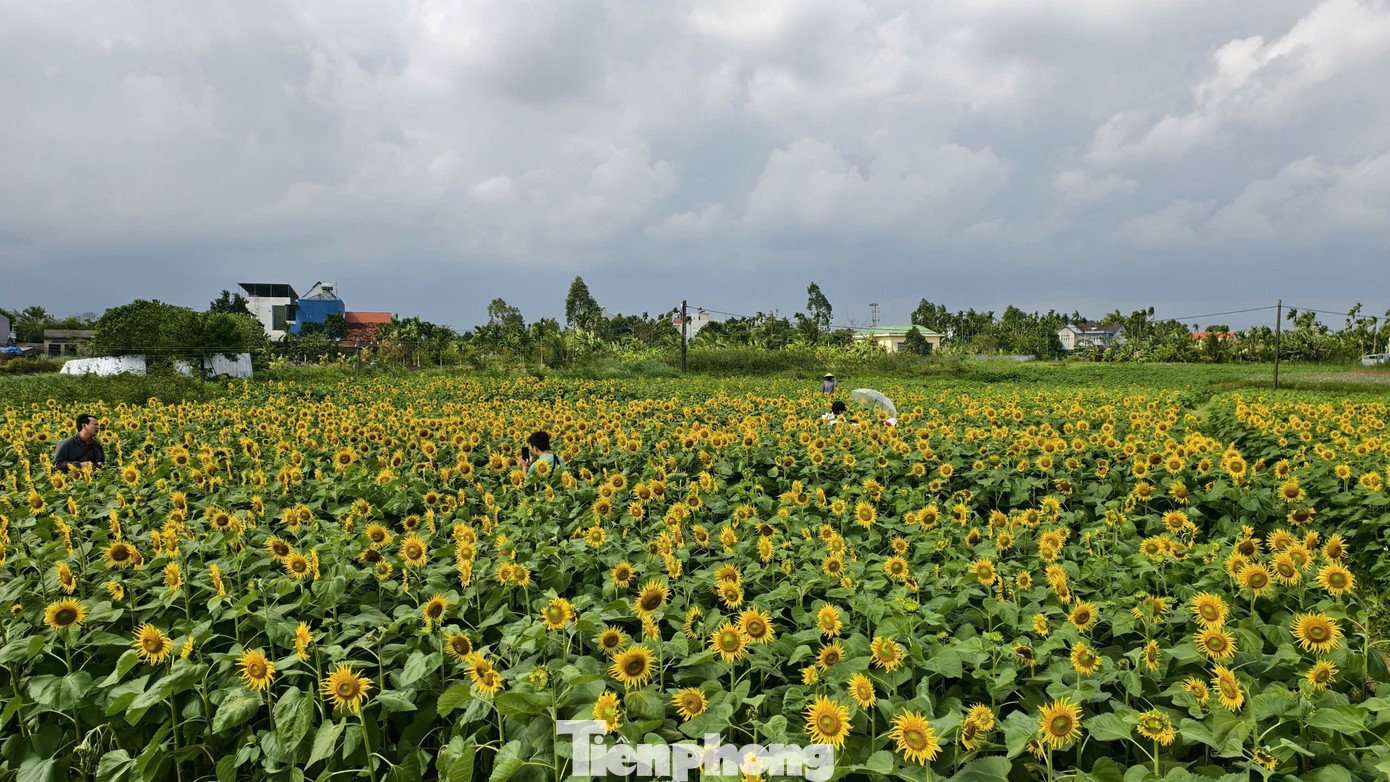 Từ xa, cánh đồng hoa hướng dương hiện ra như một tấm thảm vàng óng ả. Những cây hoa hướng dương cao khoảng 1m, thân thẳng, lá xanh mướt, vươn mình đón nắng. Hoa nở to, cánh dày, sắc vàng tươi nổi bật.