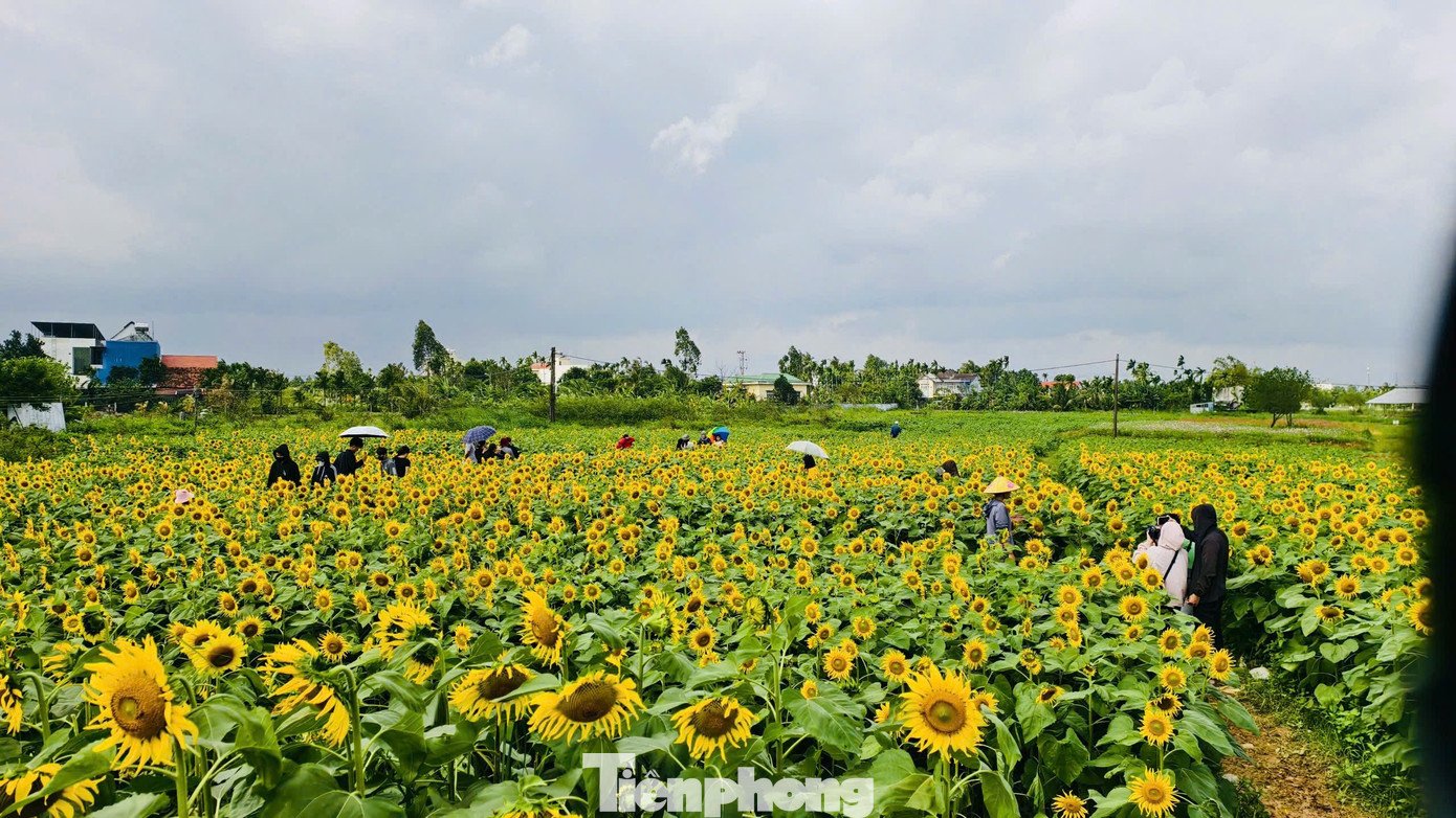 Từ xa, cánh đồng hoa hướng dương hiện ra như một tấm thảm vàng óng ả. Những cây hoa hướng dương cao khoảng 1m, thân thẳng, lá xanh mướt, vươn mình đón nắng. Hoa nở to, cánh dày, sắc vàng tươi nổi bật.