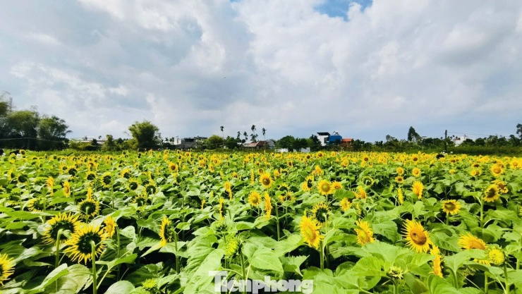 Lạc lối ở cánh đồng triệu bông hoa hướng dương bừng nở tại Quảng Ngãi 5 Các luống hoa được trồng ngay ngắn, thẳng hàng, mở ra lối đi rộng rãi để du khách dễ dàng dạo bước, ngắm hoa và ghi lại những khoảnh khắc đẹp trong những ngày cận Tết.