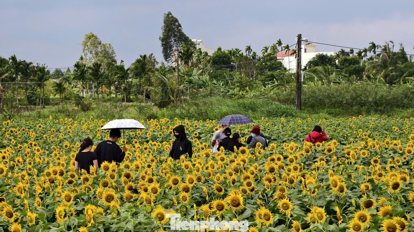Ngay từ sáng sớm đến xế chiều, từng nhóm bạn trẻ, gia đình nối nhau tìm đến để check-in, chụp ảnh. Trong đó, có nhiều người lựa chọn thời điểm buổi sáng hoặc chiều muộn để tận hưởng ánh nắng dịu, tránh cảnh đông đúc và có được những bức hình ưng ý nhất.