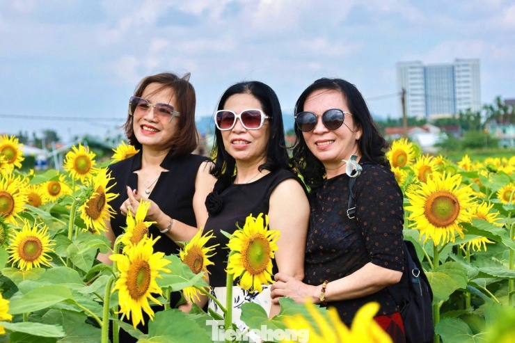 Lạc lối ở cánh đồng triệu bông hoa hướng dương bừng nở tại Quảng Ngãi 10 Bà Nguyễn Thị Bảy (65 tuổi, trú xã An Phú) cho biết, đã cùng người thân đến đây dạo chơi. Lâu rồi địa phương mới có chỗ nhiều hoa, rộng và đẹp như vậy. Hoa nở vàng rực, đi một vòng thấy tinh thần thoải mái hơn hẳn.