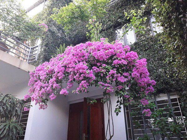 4 loài hoa dụ rắn vào nhà- Ảnh 2.