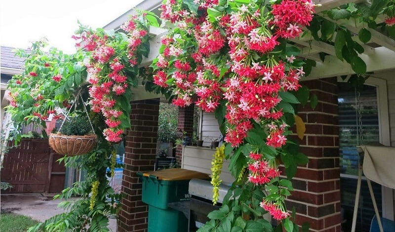 4 loài hoa dụ rắn vào nhà- Ảnh 3.