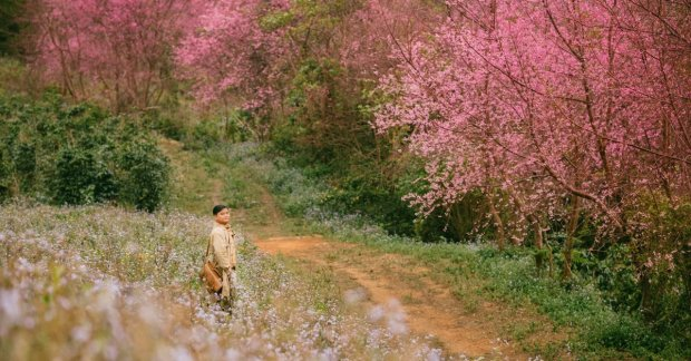 1 thành phố đang được tìm kiếm nhiều nhất mùa Tết năm nay: Sắp có lễ hội mai anh đào kéo dài tới 10 ngày- Ảnh 6.