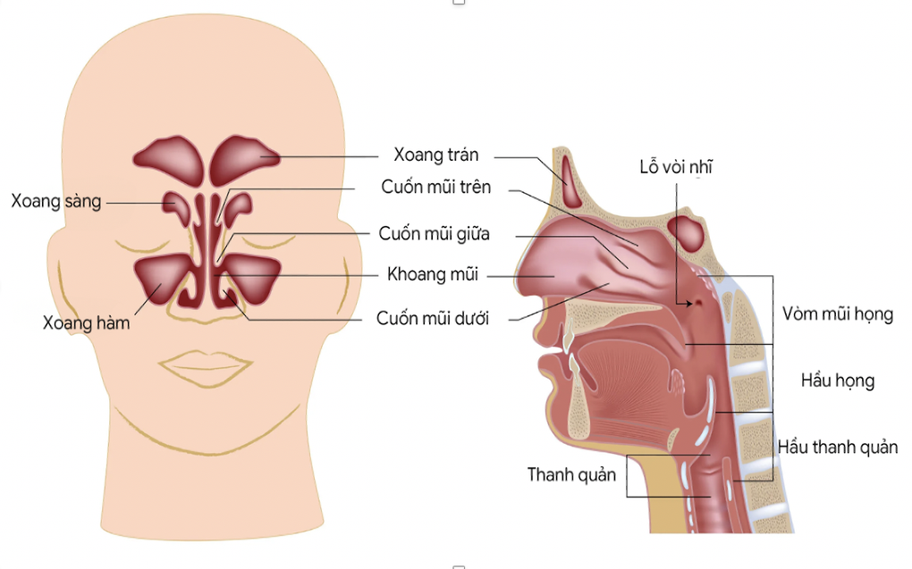 Bỗng phát hiện căn bệnh ung thư quái ác sau khi nghẹt mũi và đau răng - 2