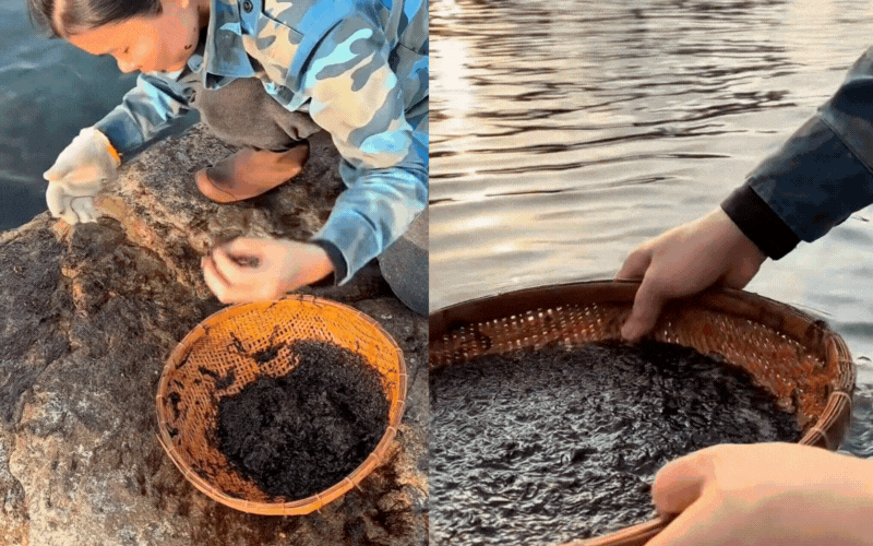 Đặc sản đen sì bám chặt vách đá: Thứ 