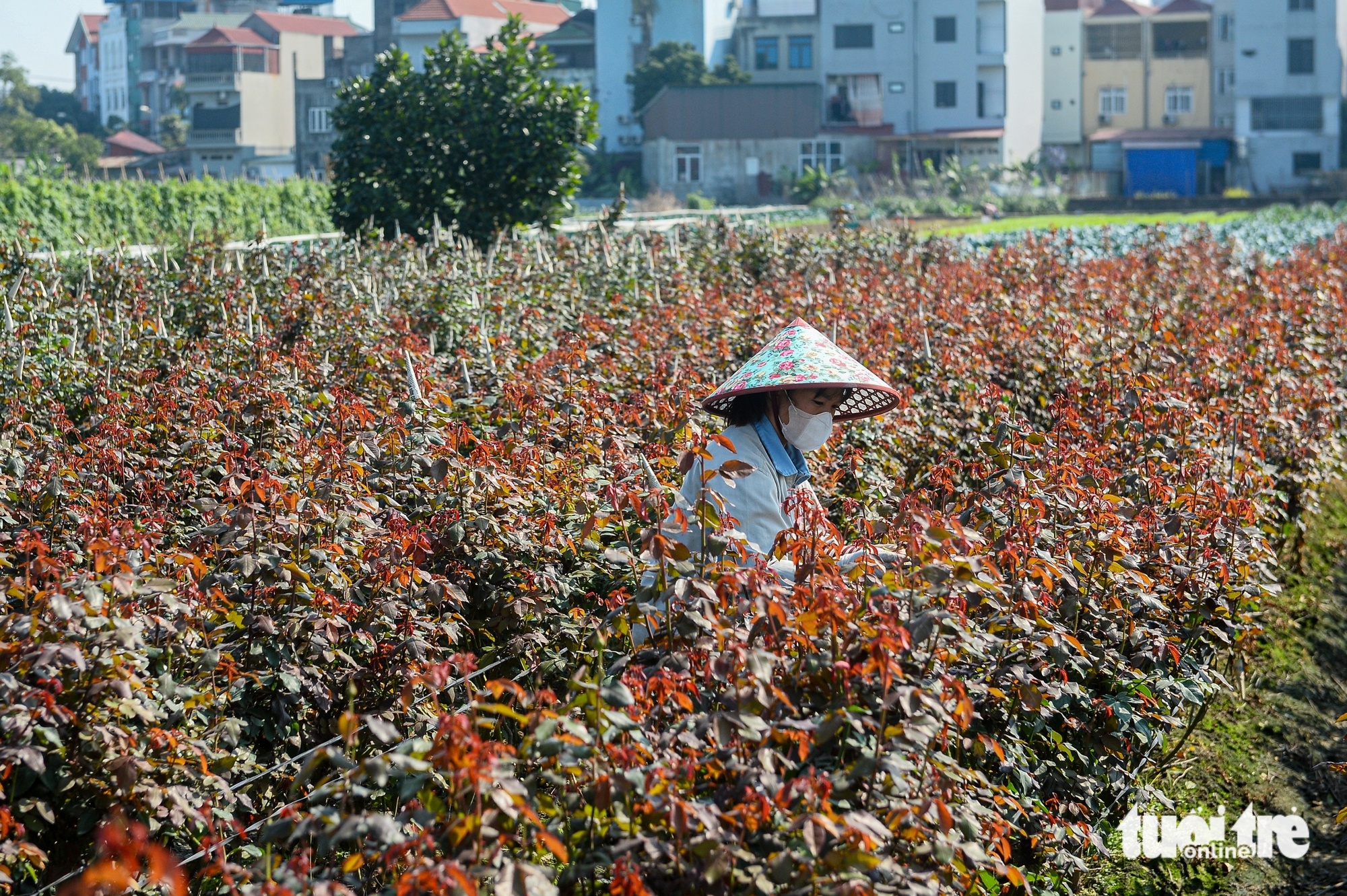 giá hoa Tết Mê Linh - Ảnh 6.