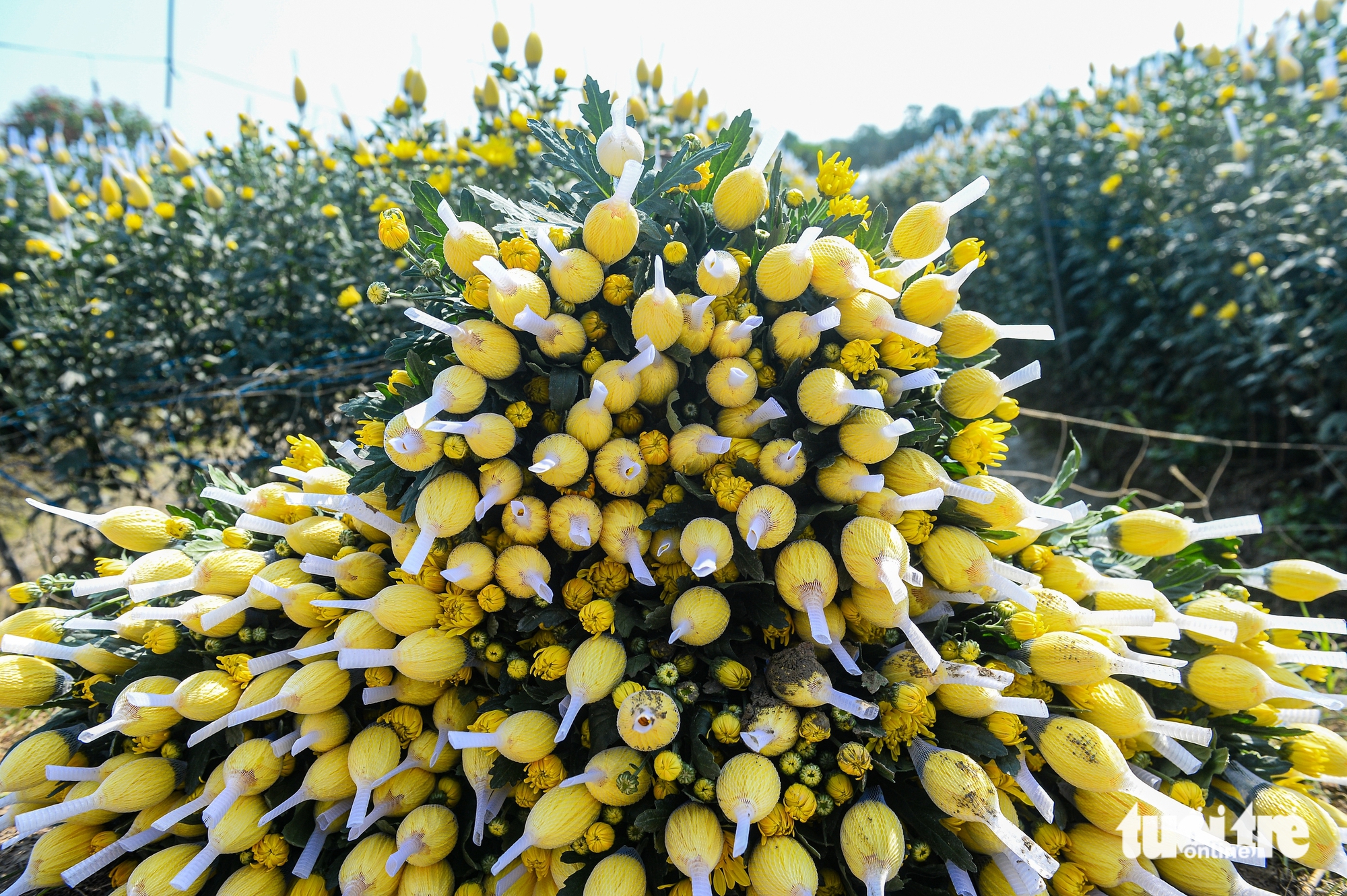 giá hoa Tết Mê Linh - Ảnh 9.