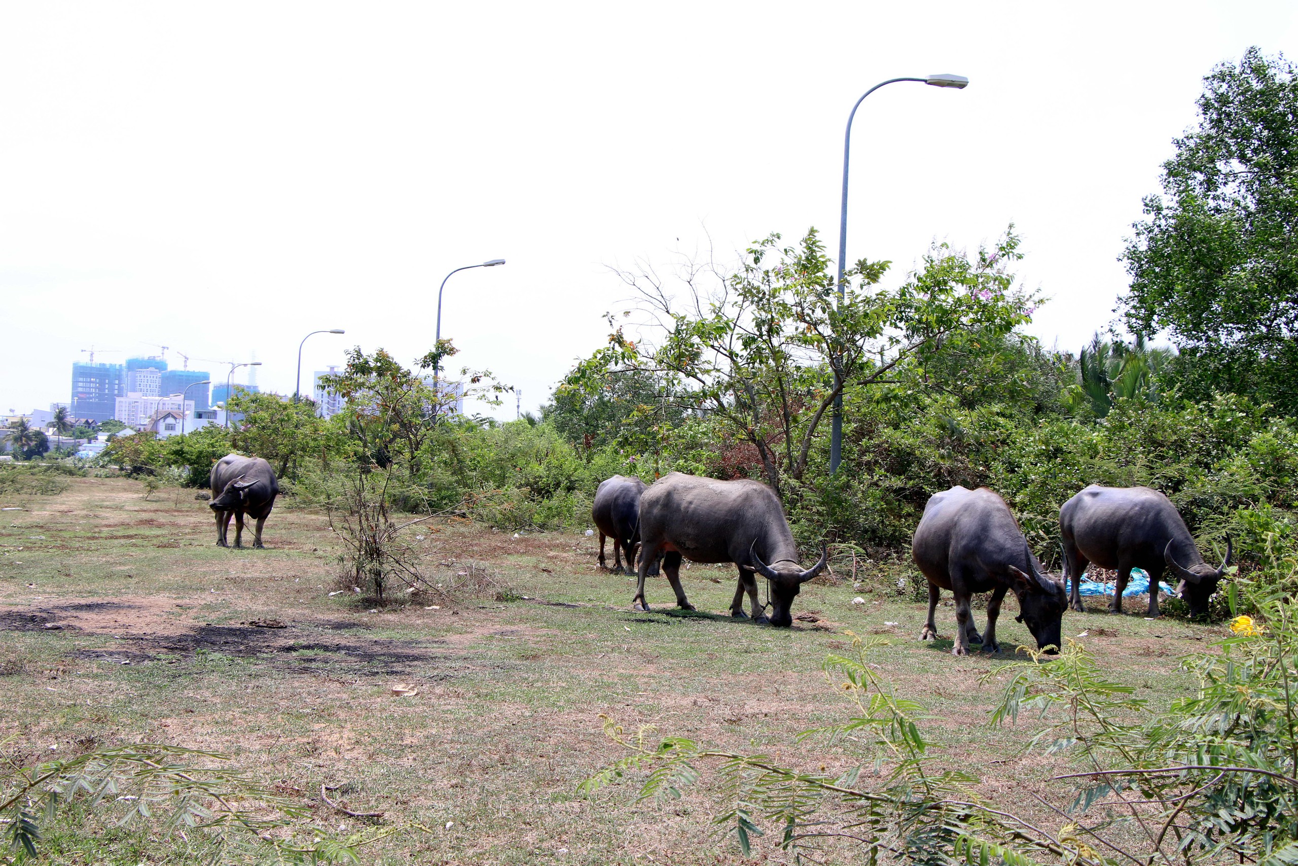 Hết thời bất động sản 'treo đầu dê, bán thịt chó'   - Ảnh 2.