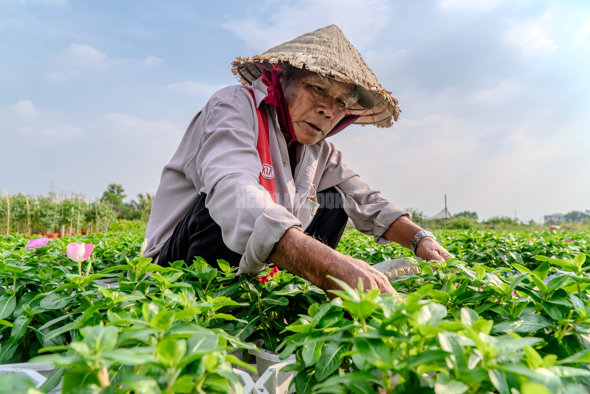Nông dân làng hoa Thới An thấp thỏm với hoa Tết 3 VIDEO: Nông dân làng hoa Thới An tất bật mùa Tết, khó định giá hoa xứng công - Ảnh 6.